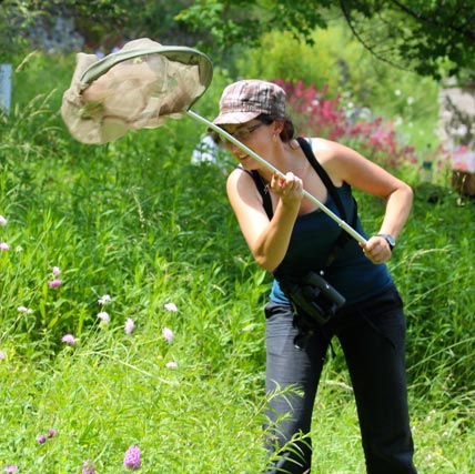 Inventaire papillons © Tangi Corveler