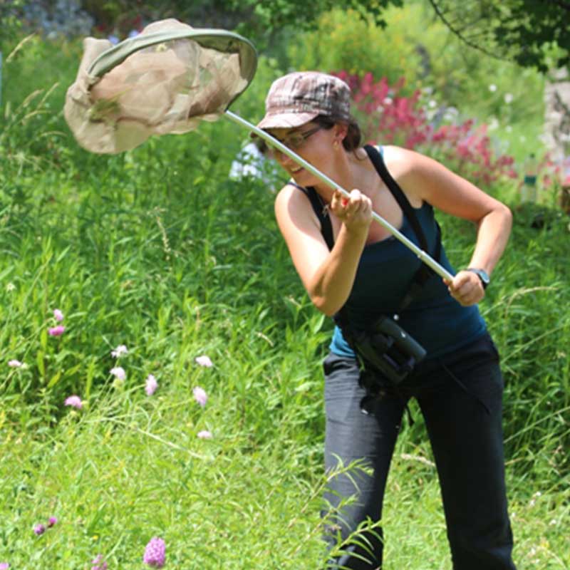 Inventaire papillon © Tangi Corveler