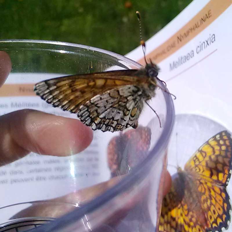Inventaire papillons