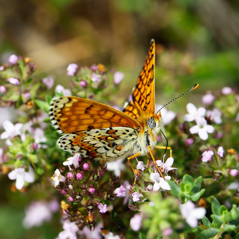 Mélitée du plantain © Aurélien Audevard