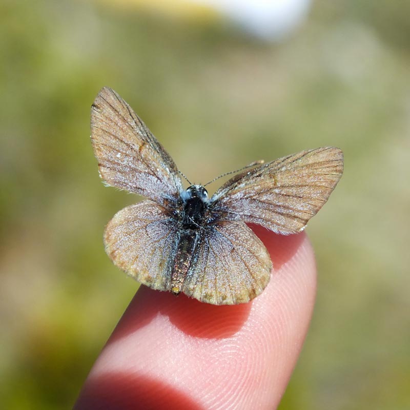 Observation © Marine Bertini