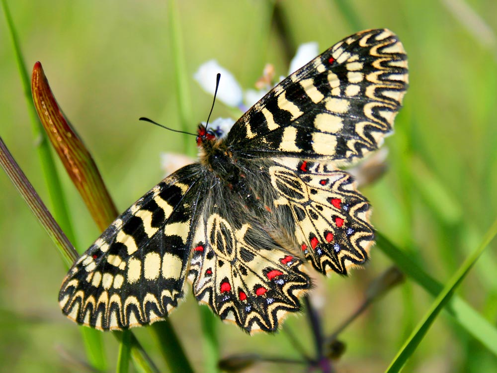 Diane © Sophie Mériotte