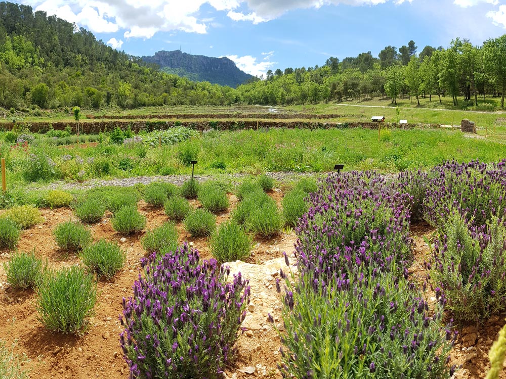 Jardin à papillons de L'Escarelle © Marion Fouchard