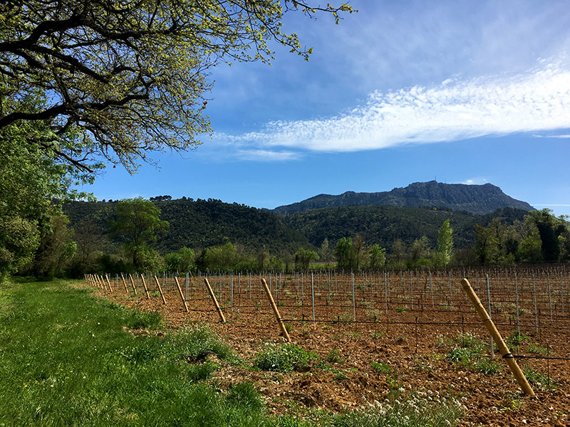 Vignoble du Domaine de l'Escarelle © Marine Bertini