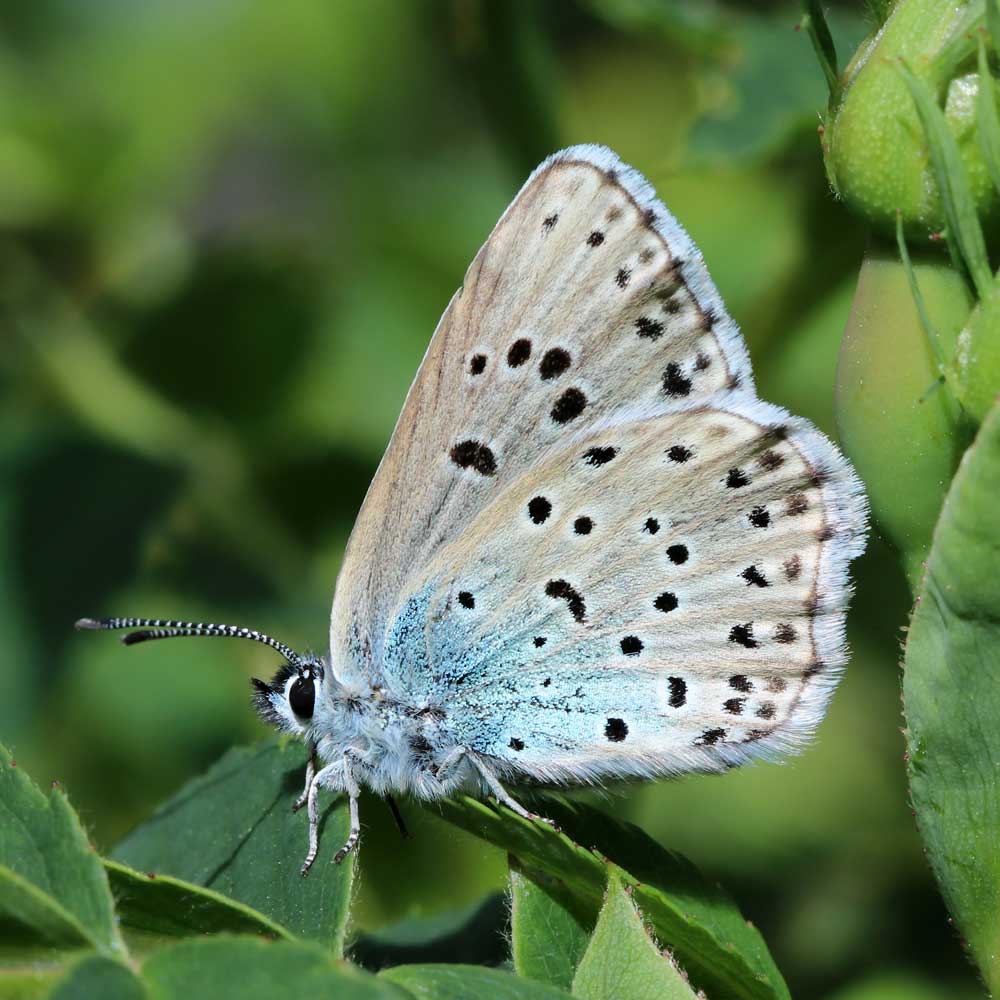 Azuré du serpolet © Marion Fouchard