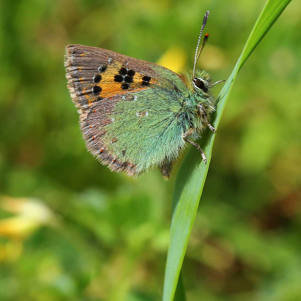 Faux cuivré smaragdin - Aurélien AUDEVARD