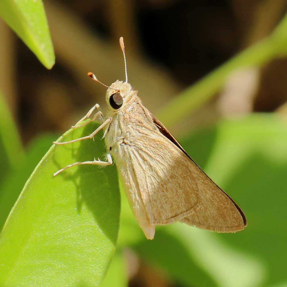 Hespérie du Barbon - Marion FOUCHARD