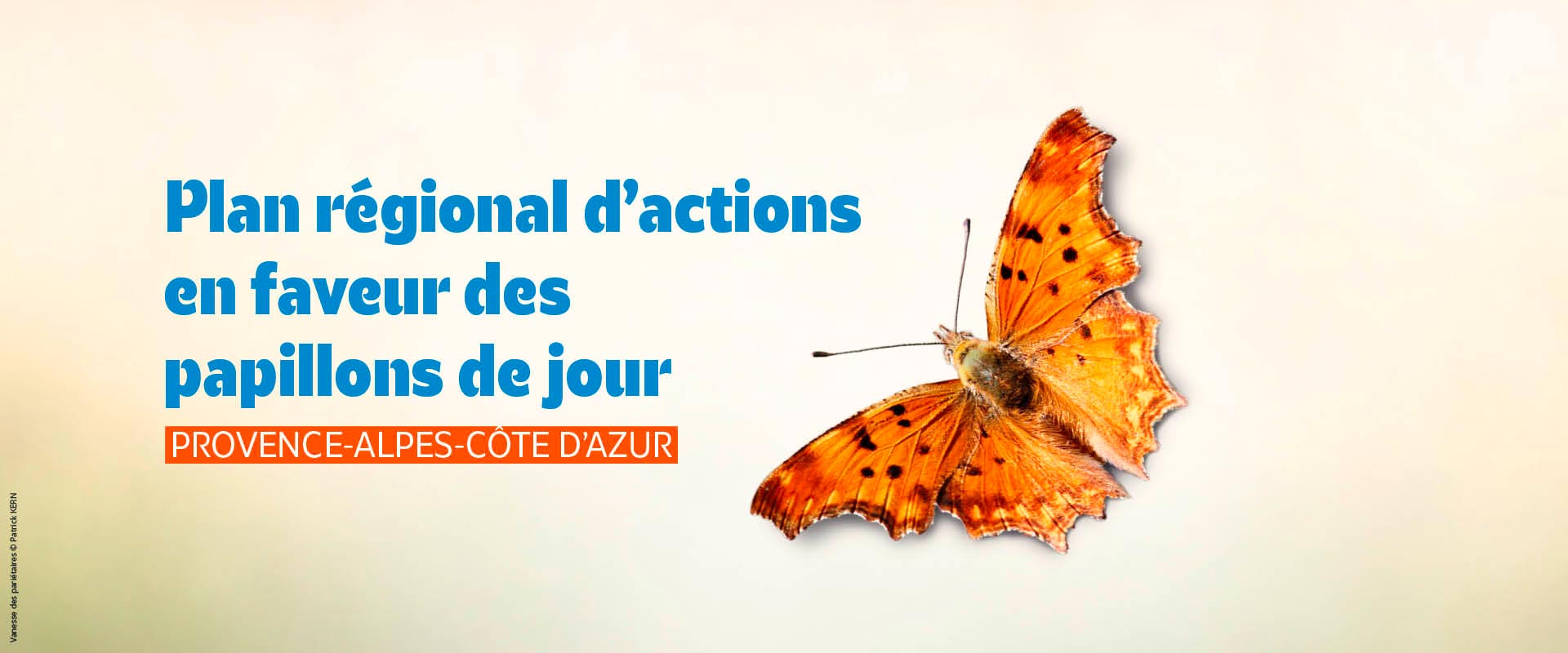 Vanesse des pariétaires © Patrick KERN