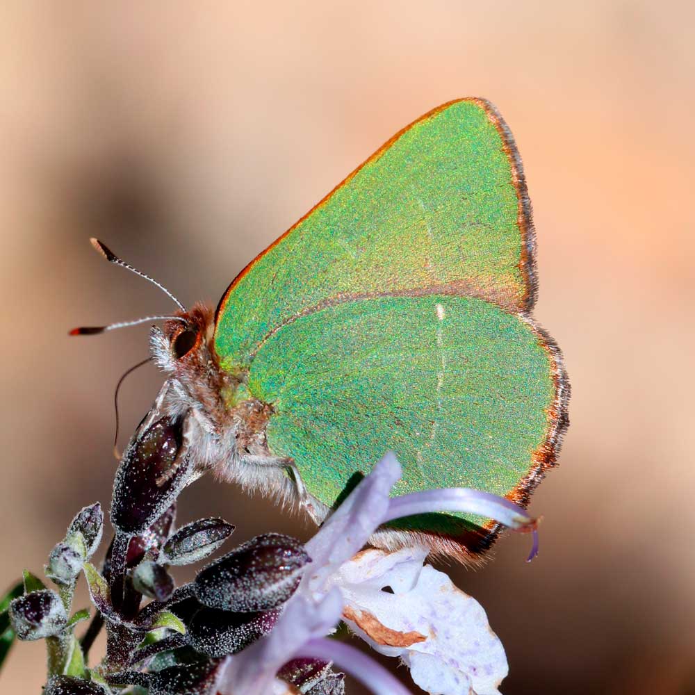 Thécla de l'Arbousier © Marion FOUCHARD