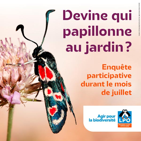 Devine qui papillonne au jardin ?