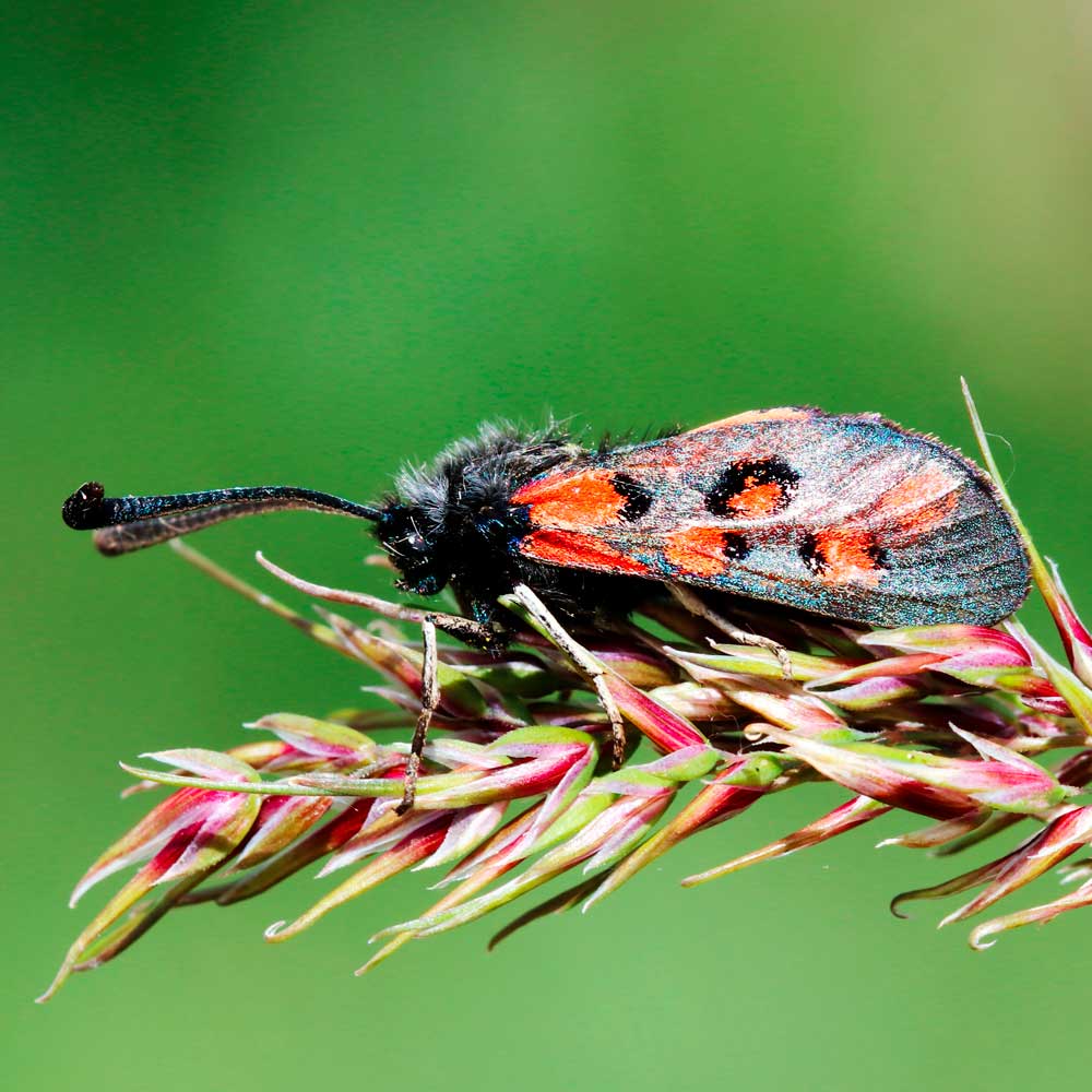 Zygène de l'Esparcette © Marion FOUCHARD