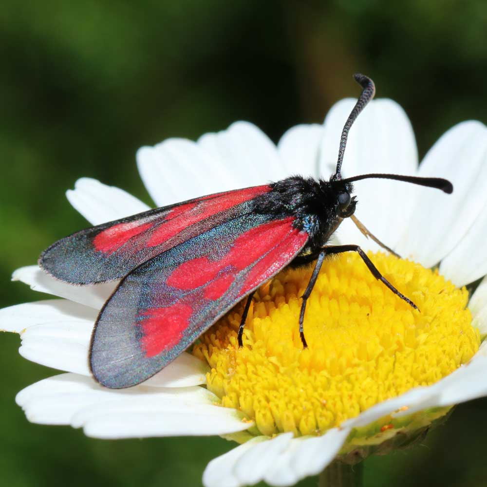 Zygène de l’herbe aux Cerfs - Marion FOUCHARD