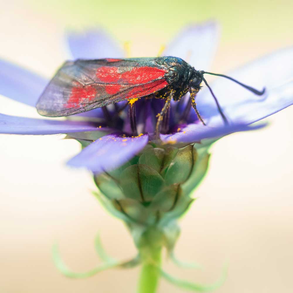 Zygène de l'herbe aux cerfs - Raphaël ZORDAN