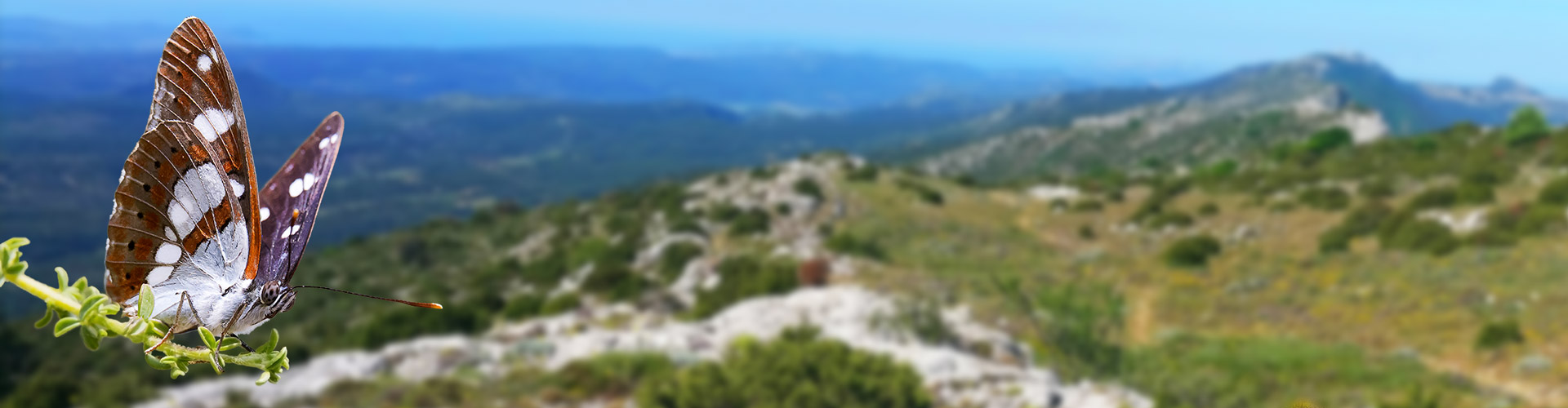 Sylvain azuré dans la Sainte-Baume © André Simon et Aurélien Audevard