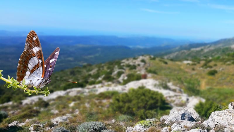 Sylvain azuré dans la Sainte-Baume © André Simon et Aurélien Audevard