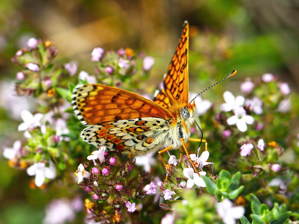 Mélitée du plantain © Aurélien Audevard