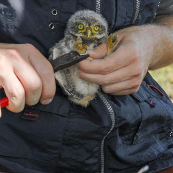 Baguage d'un Chevêche d'Athéna © J. Benet