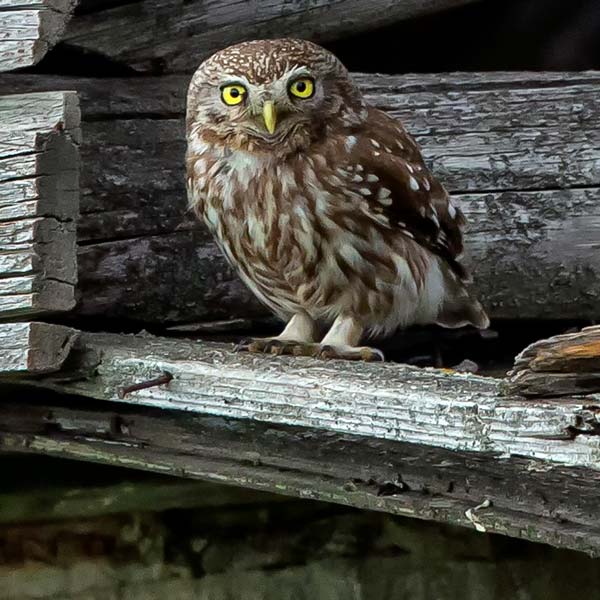 Chevêche d'Athéna © André Simon