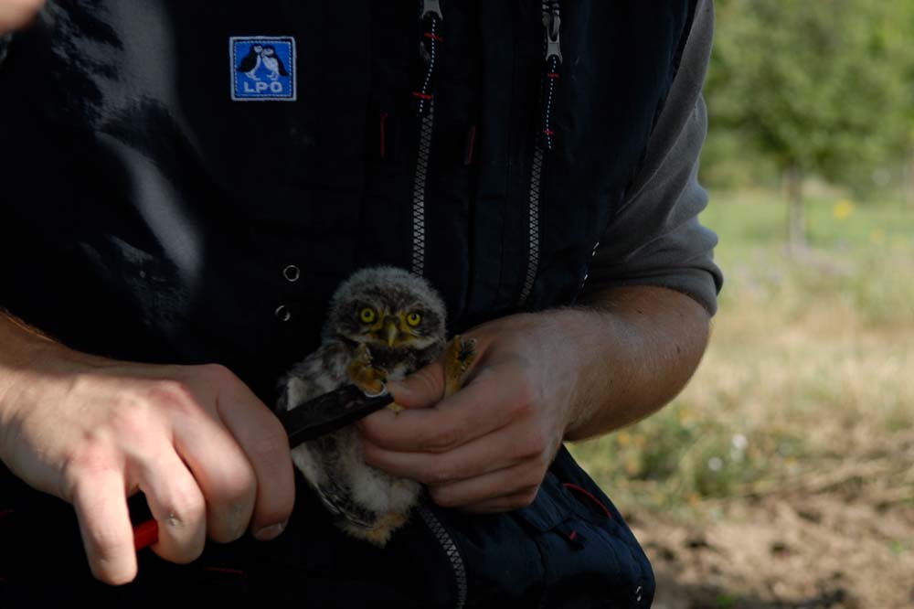 Baguage d’un poussin de Chevêche ©Jeanne BENET