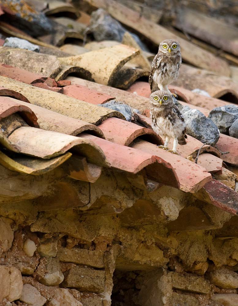 Jeunes chevêches fraîchement envolées © Martin STEENHAUT