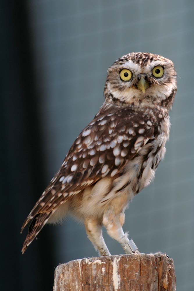 Chevêche d'Athéna pris en charge au Centre de sauvegarde de Buoux - Robert Monleau