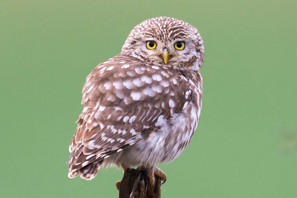 Chevêche Athéna - Martin Steenhaut