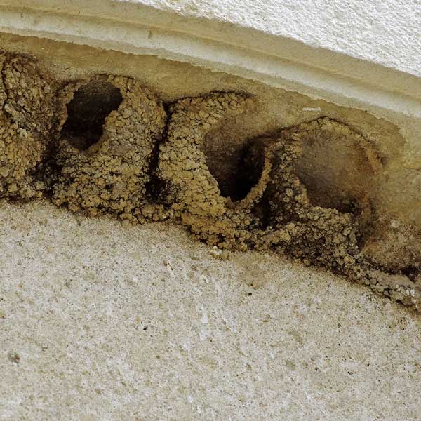 Nids d'Hirondelles détruits © Daniel Jolivet CC BY 2.0