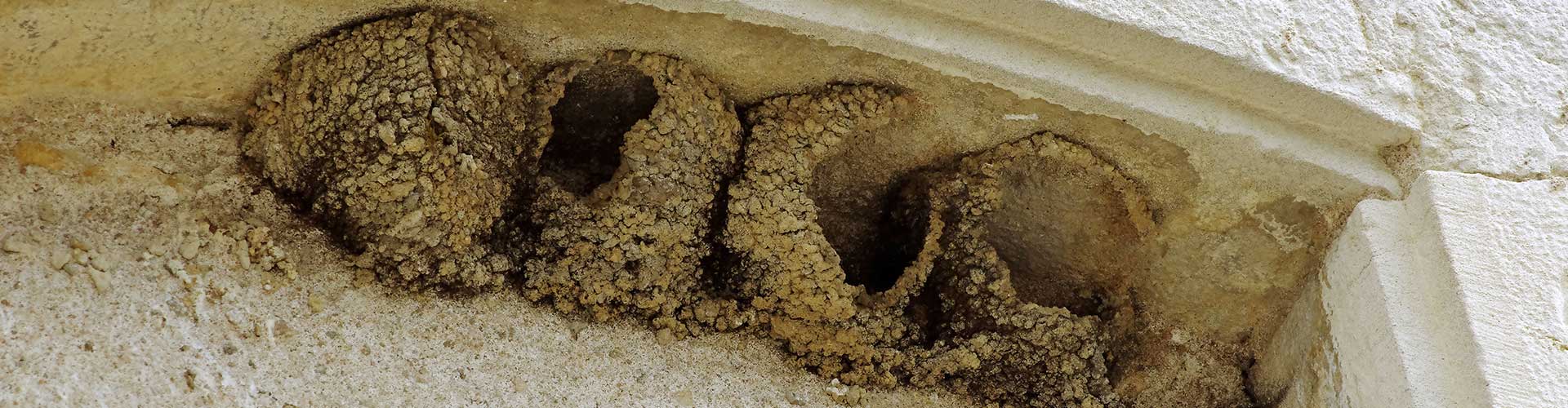 Nids d'hirondelles détruits © Danièle Jolivet CC BY 2.0