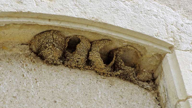 Nids d'hirondelles détruits © Danièle Jolivet CC BY 2.0