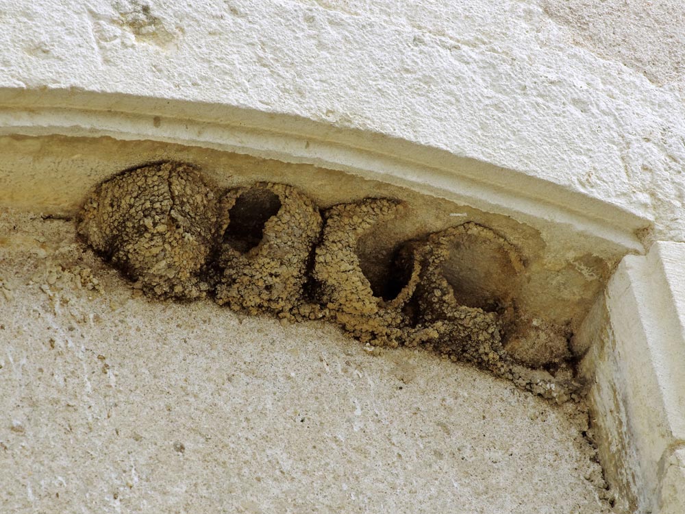 Nids d'hirondelles détruits © Daniel Jolivet CC BY 2.0