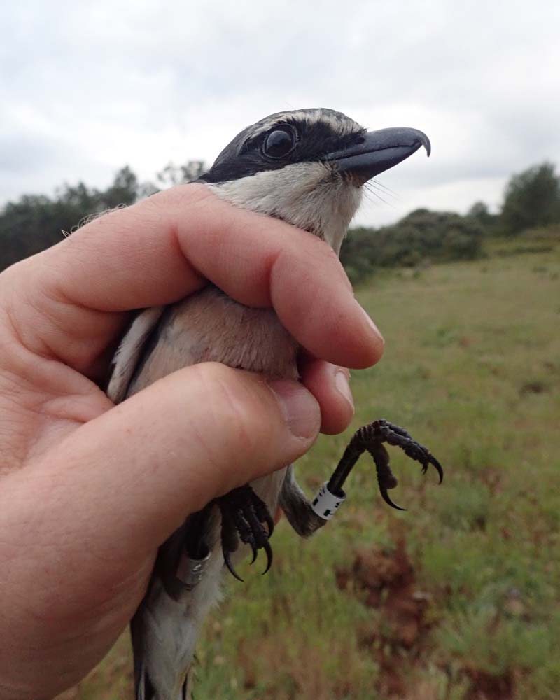 Baguage d'une Pie-grièche méridionale adulte, dans les garrigues de Lançon de Provence - LPO PACA