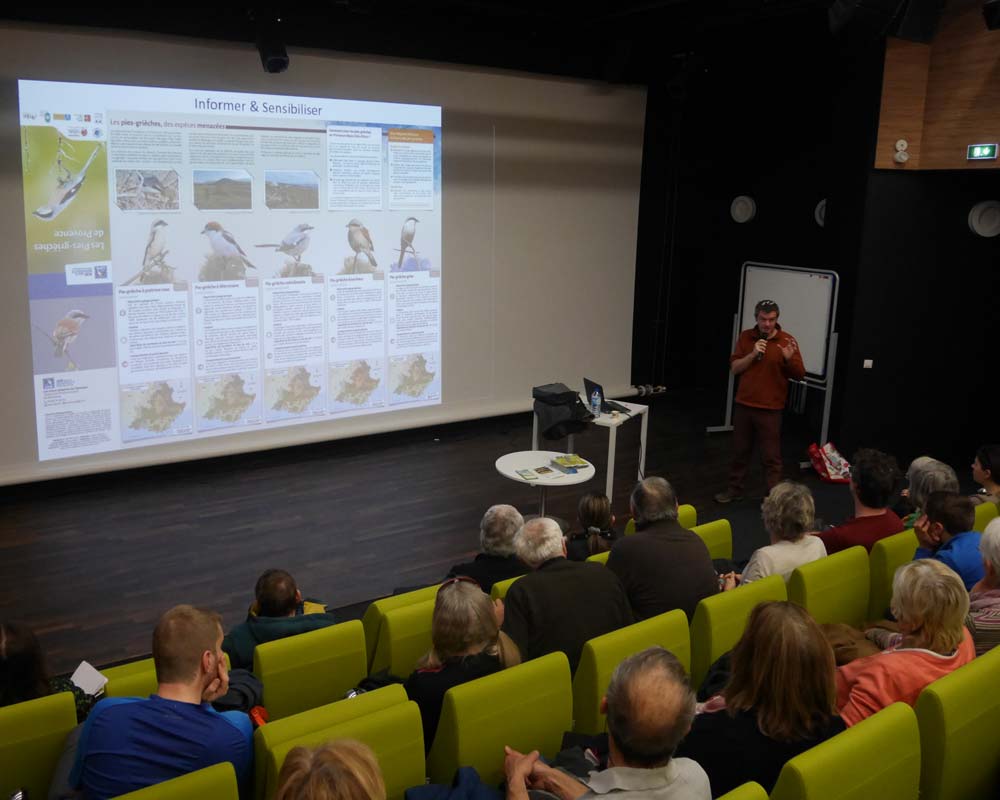 Conférence sur les pies-grièches  - LPO PACA
