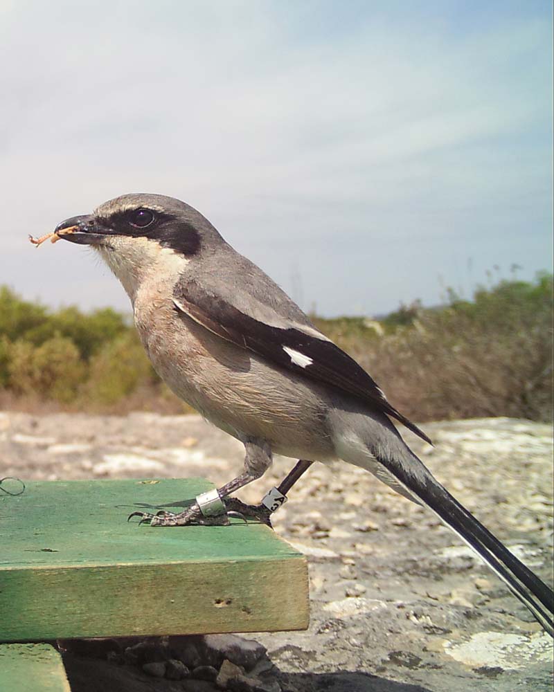 Baguage d'une Pie-grièche méridionale adulte, dans les garrigues de Lançon de Provence - LPO PACA