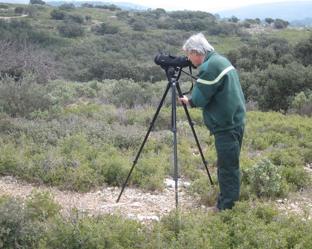 Prospection Pie-grièche méridionale dans les garrigues de Basse-Provence par un agent de l’ONF © LPO PACA
