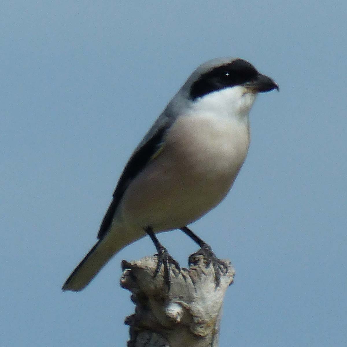 Pie-grièche à poitrine rose - Benjamin Kabouche