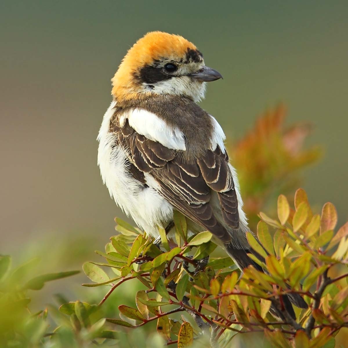 Pie-grièche à tête rousse - Aurélien Audevard