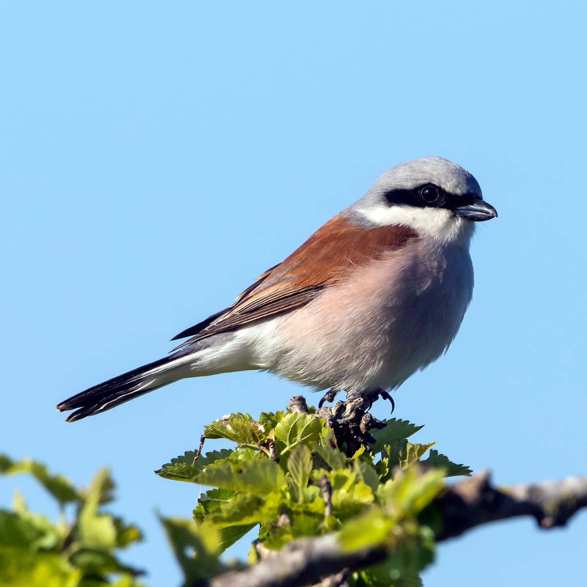 Pie-grièche écorcheur - André Simon