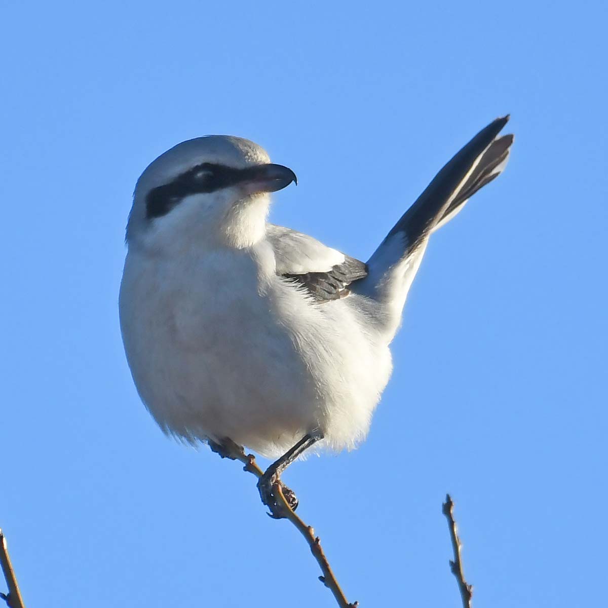 Pie-grièche grise - Grégory Delaunay
