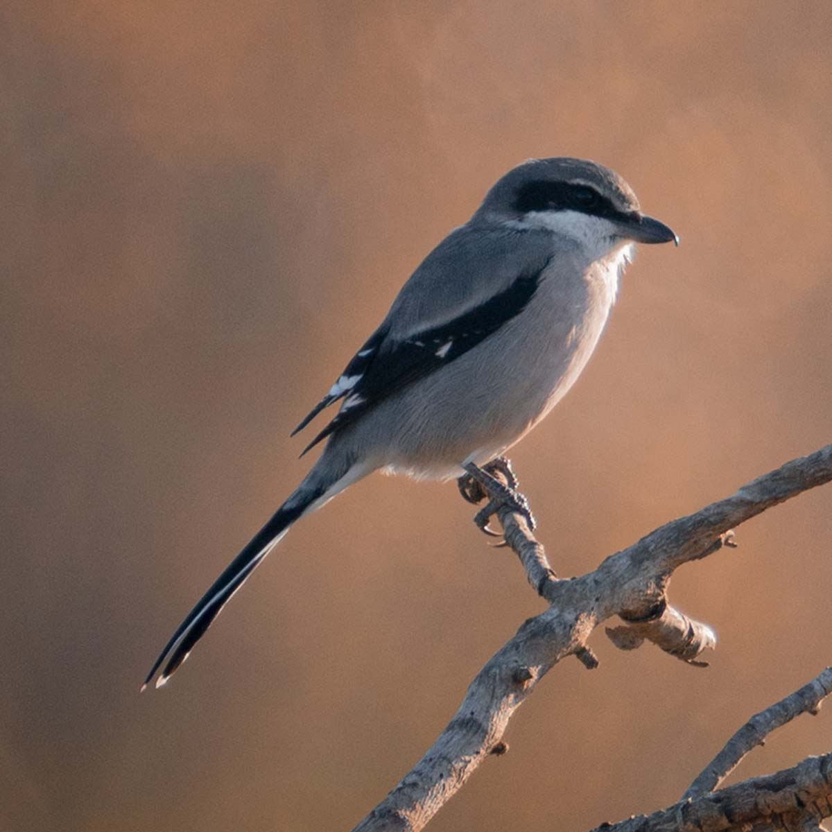 Pie-grièche méridionale - Hugo Oms
