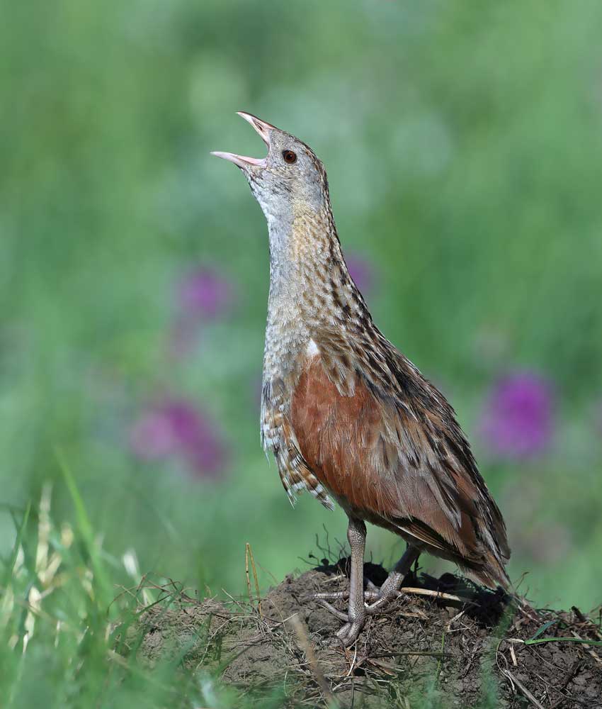 Râle des genêts - Aurélien AUDEVARD