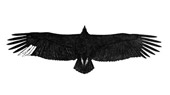 Silhouette vautour moine "Lucie"