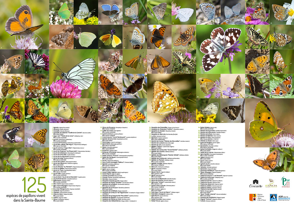 Carte découverte des papillons de la Sainte-Baume