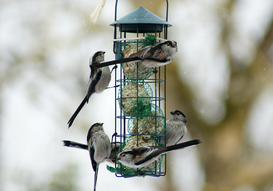 Petit Wild Bird Seed Feeder-en plastique de la faune oiseaux Mangeoire Jardin Arbre