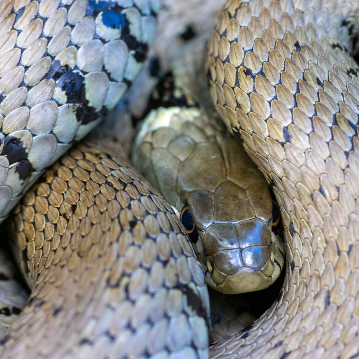 Couleuvre helvétique - Nicolas Bastide