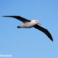 Albatros à  sourcils noirs