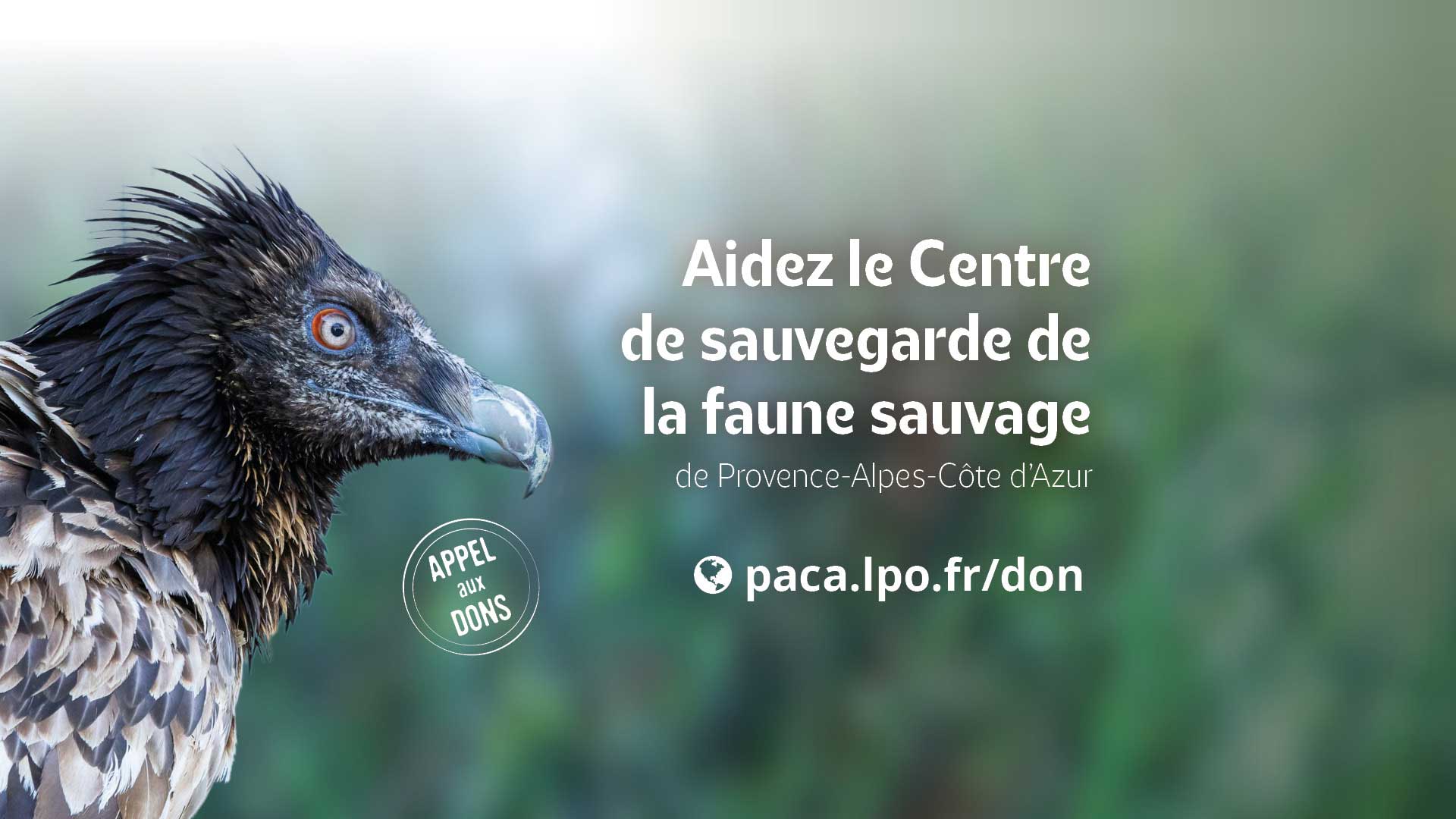 Appel aux dons : Aidez le Centre de sauvegarde de la faune sauvage de Provence-Alpes-Côte d'Azur