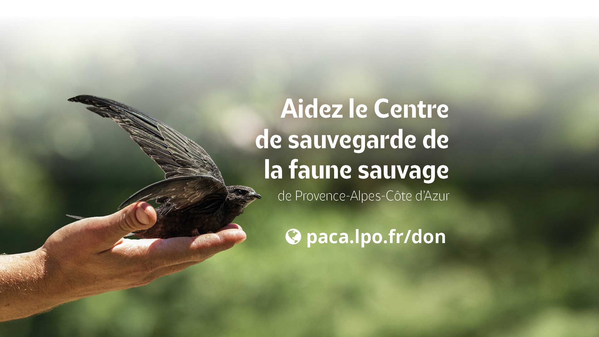 Appel aux dons : Aidez le Centre de sauvegarde de la faune sauvage de Provence-Alpes-Côte d'Azur