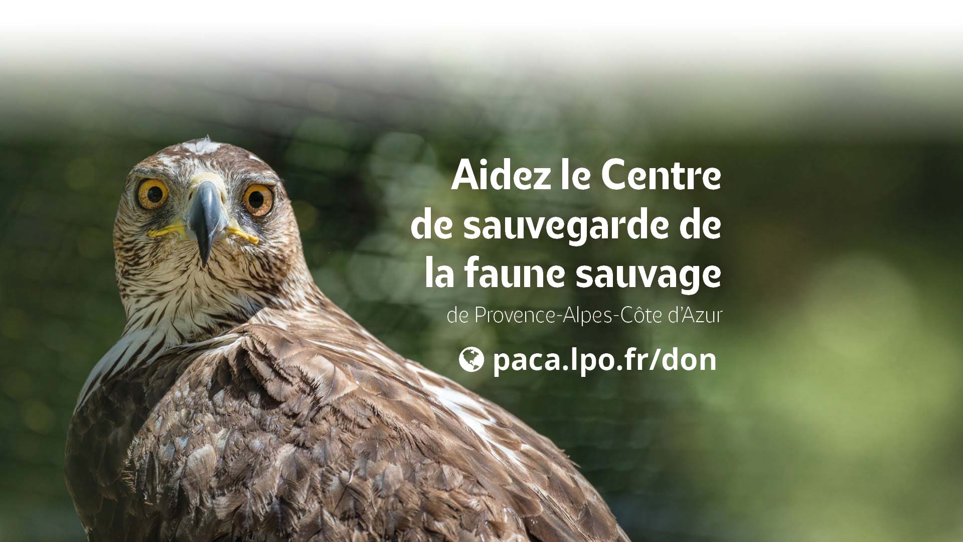 Appel aux dons : Aidez le Centre de sauvegarde de la faune sauvage de Provence-Alpes-Côte d'Azur