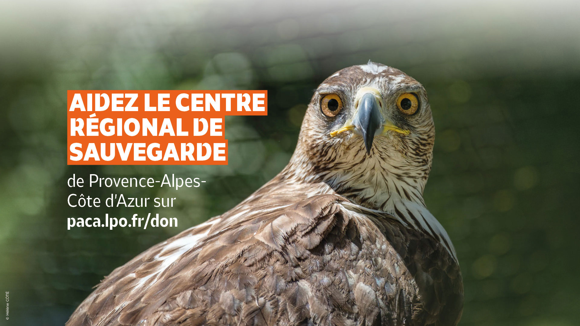 Appel aux dons : Aidez le Centre de sauvegarde de la faune sauvage de Provence-Alpes-Côte d'Azur Appel aux dons : Aidez le Centre de sauvegarde de la faune sauvage de Provence-Alpes-Côte d'Azur