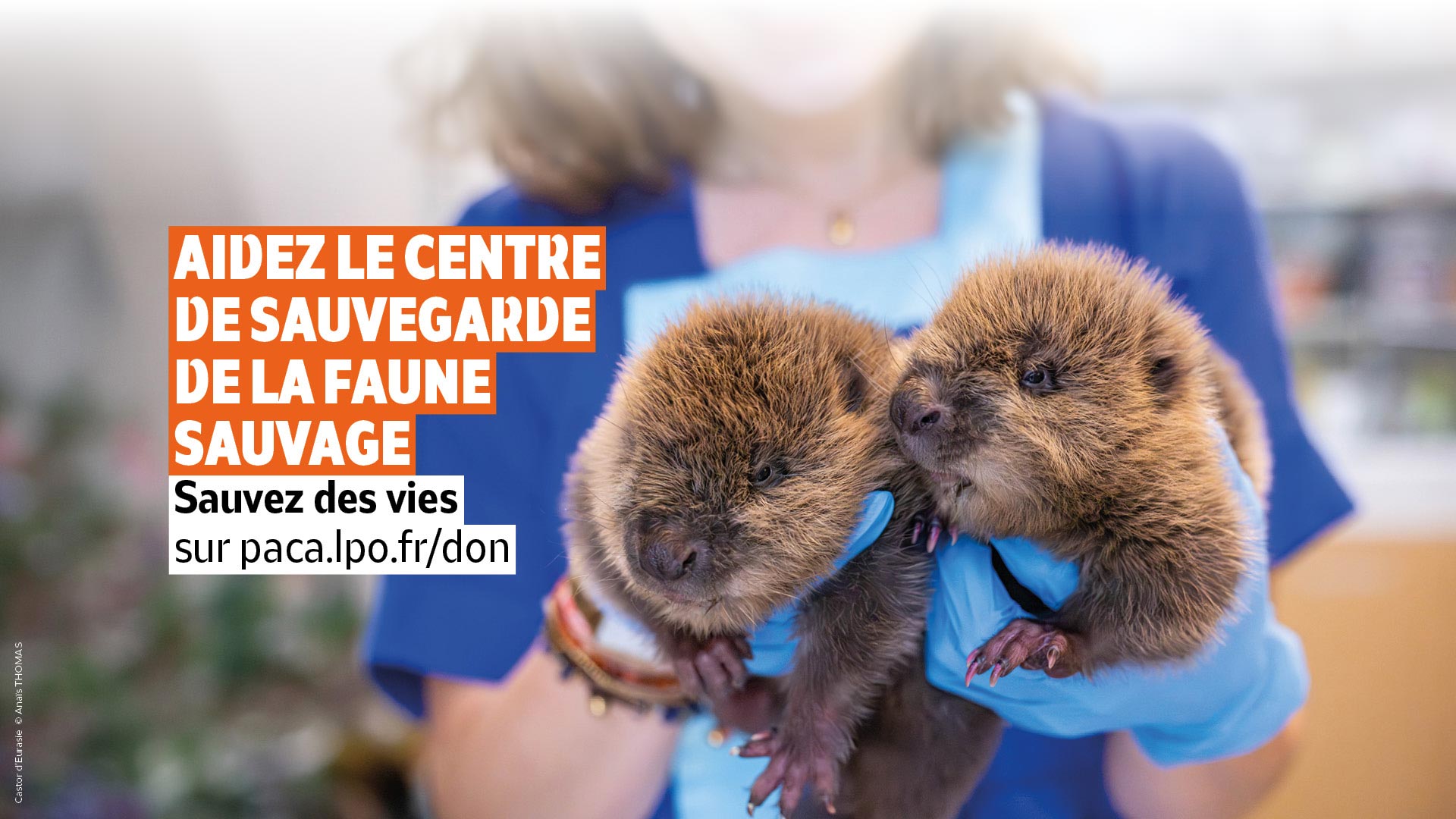 Appel aux dons : Aidez le Centre de sauvegarde de la faune sauvage de Provence-Alpes-Côte d'Azur Appel aux dons : Aidez le Centre de sauvegarde de la faune sauvage de Provence-Alpes-Côte d'Azur